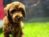 Poodle