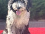 Blue Merle Mavi Göz Amerikan Gen Bernedoodle