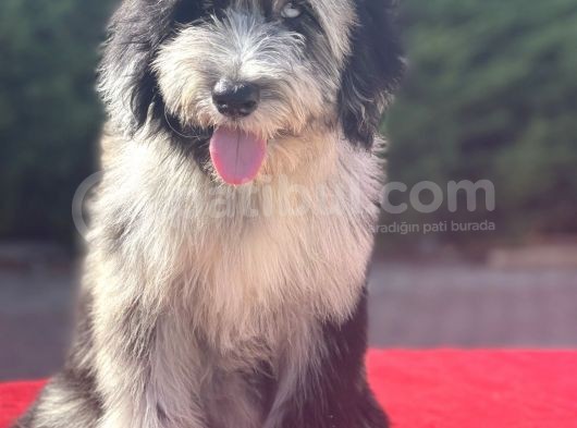 Blue Merle Mavi Göz Amerikan Gen Bernedoodle görsel