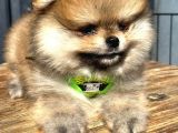 Garantili Ayı Surat Pomeranian Boo Teddy Bear