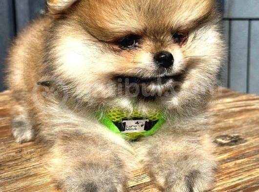 Garantili Ayı Surat Pomeranian Boo Teddy Bear görsel
