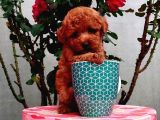 Red Brown Garantili Secereli Anne Babadan Poodle Toy
