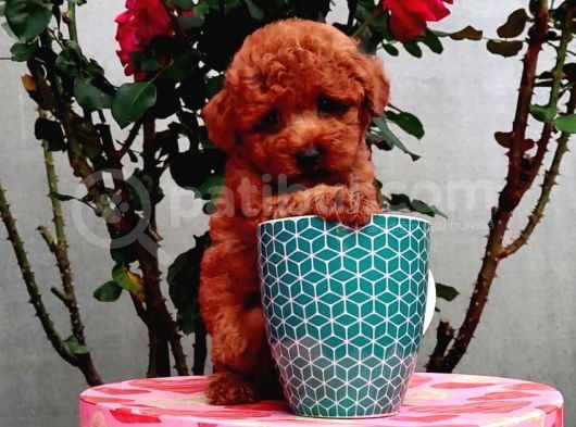 Red Brown Garantili Secereli Anne Babadan Poodle Toy görsel