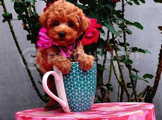 Red Brown Garantili Secereli Anne Babadan Poodle Toy görsel