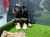 Maltipoo Yavrular