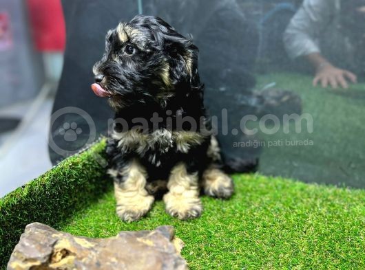 Maltipoo Yavrular görsel