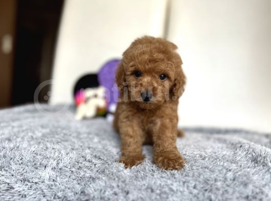 Red Mi̇ni̇ Toy Poodle Bebeği̇mi̇z