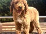 Türkiye’nin Tek Labradoodle Yavruları Amerikan Gen