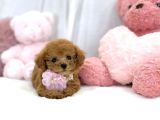 Safkan Toy Poodle Bebekler