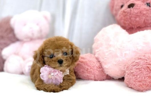 Safkan Toy Poodle Bebekler görsel