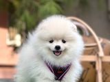 En İyi̇ Görsel Pomerani̇an Boo