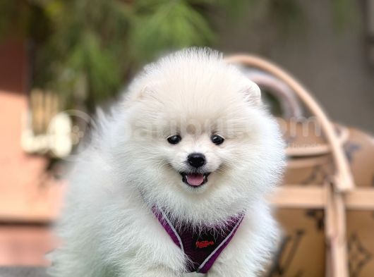 En İyi̇ Görsel Pomerani̇an Boo görsel