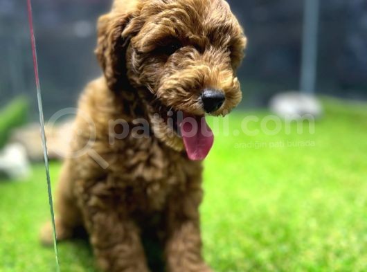 Poodle görsel