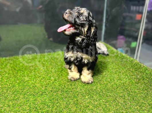 Maltipoo Yavrular görsel