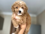 Sevi̇mli̇ Toy Poodle Bebeği̇mi̇z