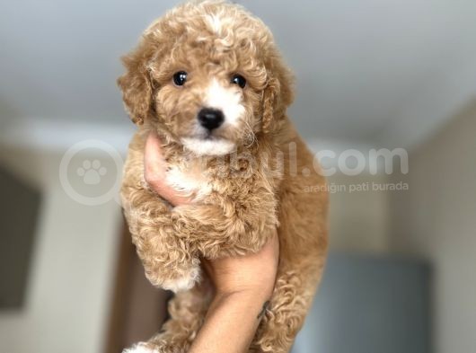 Sevi̇mli̇ Toy Poodle Bebeği̇mi̇z görsel