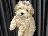 Dizayn Irk Maltipoo Kıvırcık Yavrular