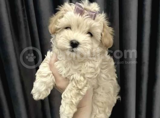Dizayn Irk Maltipoo Kıvırcık Yavrular