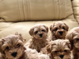 Kore Kanı Maltipoo Anne Baba 2 Kg Özel Yavrular