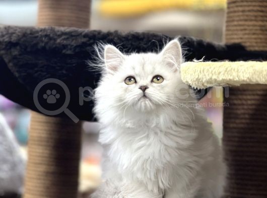 Show Görsele Sahi̇p Dişi Si̇lver görsel