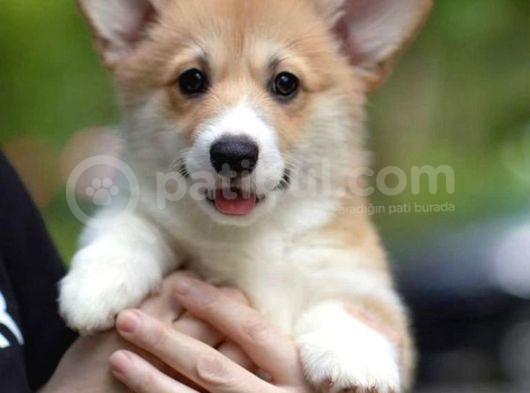 En Güzel Pembroke Corgi Bebekler Türkiye’de görsel