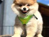 Ayı Surat Teddy Bear Pomeranian Boo Ayı Surat