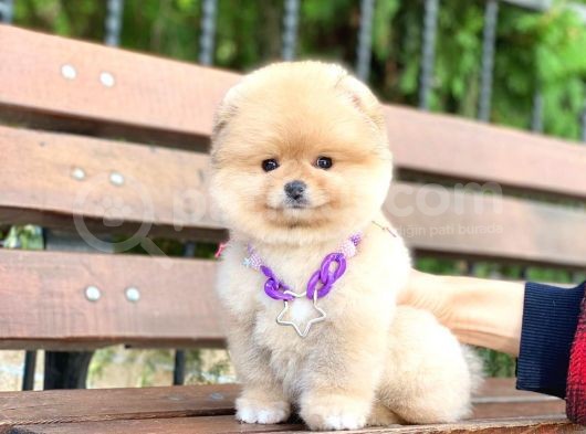 Pomeranian Boo Teddy Face Erkek Yavrumuz görsel