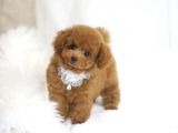 Safkan Toy Poodle Bebekler