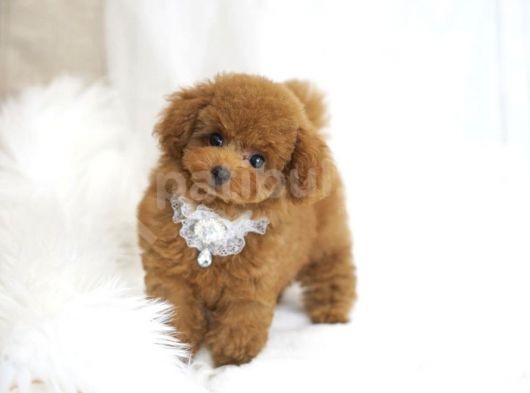 Safkan Toy Poodle Bebekler görsel