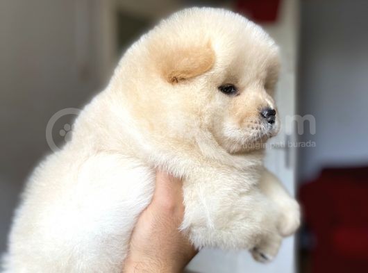 Chow Chow Yavrumuz Hazır görsel