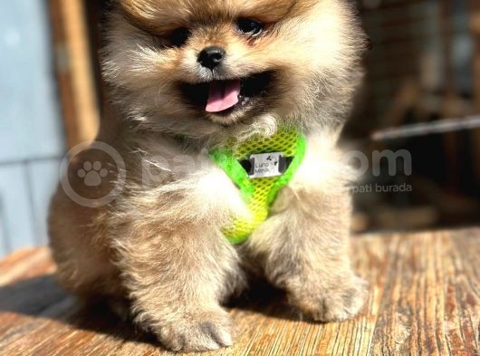 Garantili Ayı Surat Pomeranian Boo Teddy Bear görsel