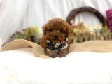 Safkan Red Toy Poodle Yavrular