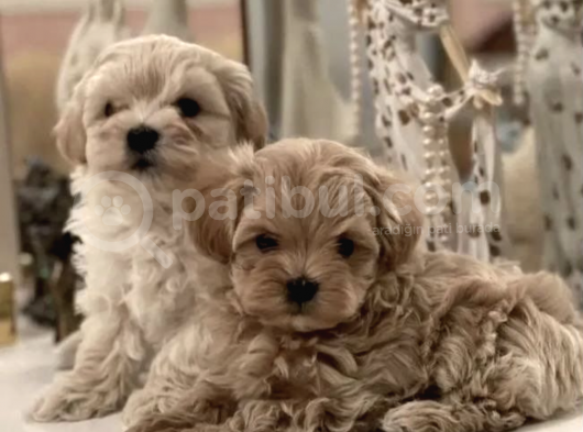 Kore Kanı Maltipoo Anne Baba 2 Kg Özel Yavrular görsel