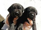 Cane Corsa Yavrular