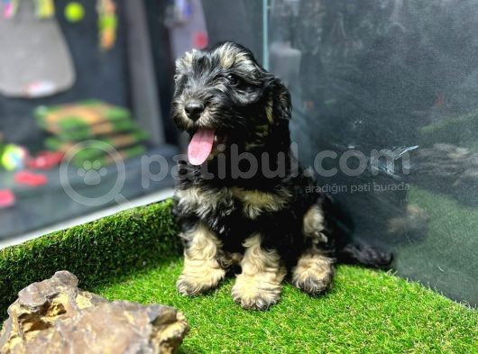 Maltipoo Yavrular