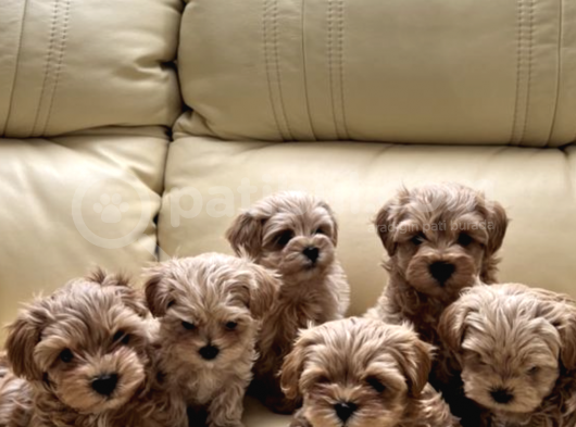 Kore Kanı Maltipoo Anne Baba 2 Kg Özel Yavrular