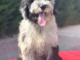 Blue Merle Mavi Göz Amerikan Gen Bernedoodle