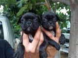 French Bulldog Yavrular