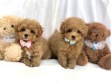 Safkan Toy Poodle Bebekler