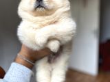 Chow Chow Yavrumuz Hazır