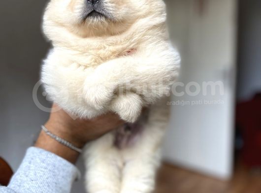 Chow Chow Yavrumuz Hazır görsel