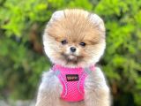 Safkan Pomeranian Boo Yavrular