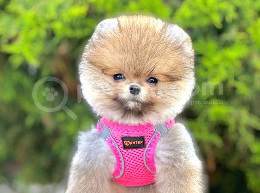 Safkan Pomeranian Boo Yavrular görsel