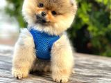 Safkan Pomeranian Boo Yavrular