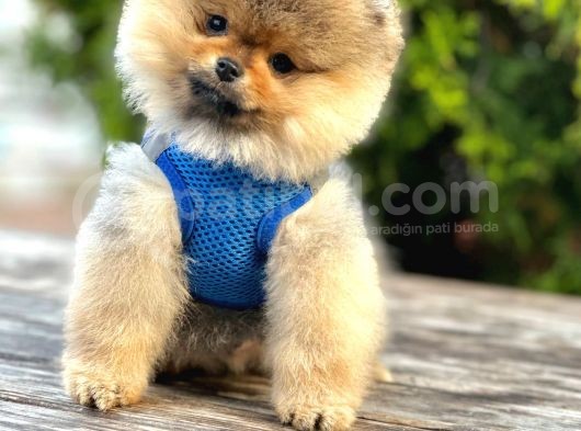 Safkan Pomeranian Boo Yavrular