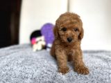 Red Mi̇ni̇ Toy Poodle Bebeği̇mi̇z