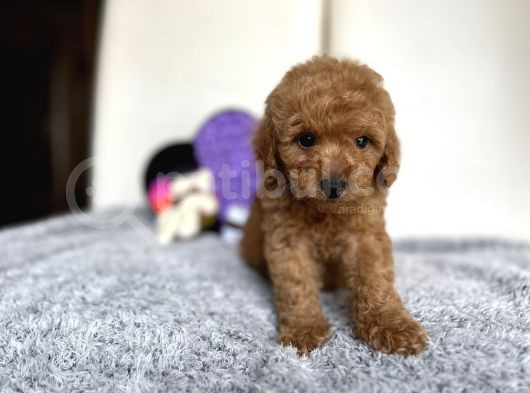 Red Mi̇ni̇ Toy Poodle Bebeği̇mi̇z görsel
