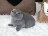 Scottish Fold Bebek