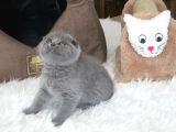 Scottish Fold Bebek