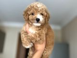 Sevi̇mli̇ Toy Poodle Bebeği̇mi̇z